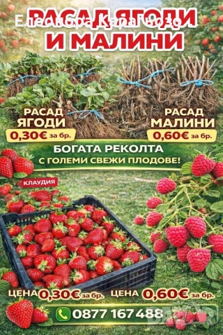 Качествен разсад ягоди и малини