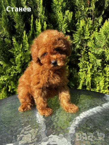 Той Пудел Момче / Toy Poodle Boy