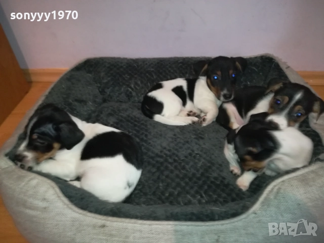 джак ръсел женски кутрета с паспорт и ваксина 1910251308, снимка 6 - Джак ръсел териер - 52105790