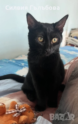 ЕНРИКЕ ИГЛЕСИАС – РИКИ ТЪРСИ СВОЯ ДОМ , снимка 3 - Други - 52301996