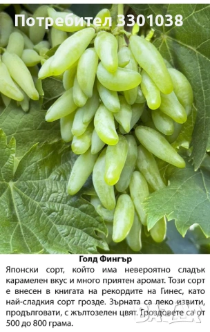 Резници от лози Аватар, Рататуй, Бананас и др. бутикови сортове грозде, снимка 3 - Разсади - 53892278