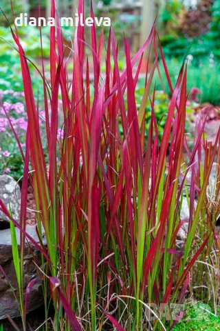 Императа Червен Барон, Imperata 'Red Baron', Декоративна трева, снимка 6 - Градински цветя и растения - 37058656