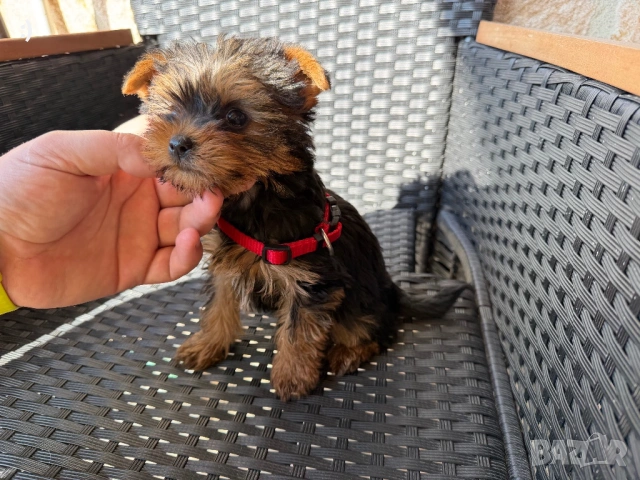 Йоркширски териери актуални от 18.3.2026, снимка 3 - Йоркширски териер - 53886772