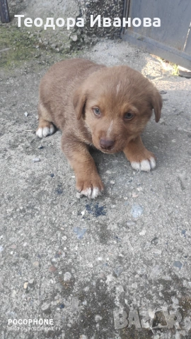 Подарявам малки кученца на 40 дни , снимка 3 - Други - 54342321