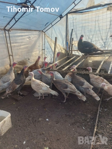 Продавам домашно гледани пуйки пуяци петли кокошки , снимка 16 - Кокошки и пуйки - 52299775