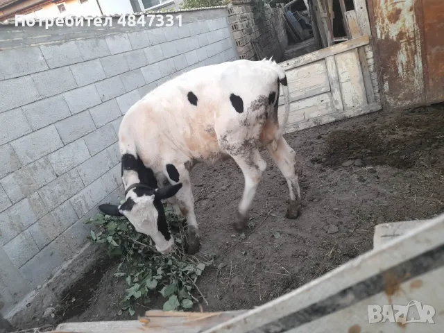 Теле.               ., снимка 5 - Крави - 55993187