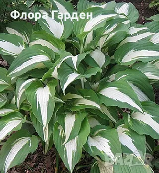 ХОСТА, АСТИЛБЕ - Коренища/ ПРЕДВАРИТЕЛНИ ПОРЪЧКИ, снимка 10 - Градински цветя и растения - 49488937