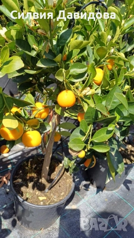 Кукле, Каламондин