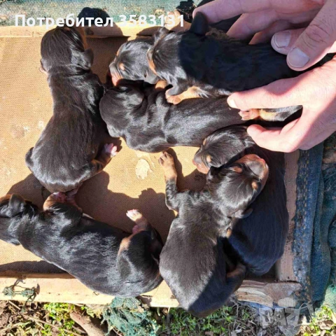         Български гончета.        Кученцата са родени на 6ти Март , снимка 13 - Гонче - 54081911