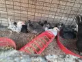 Шабо на различни възраст, снимка 10
