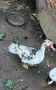 Неми патици юрдечки. , снимка 2