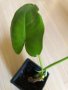 Philodendron Burle Marx Variegata reverted , снимка 2