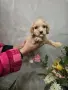 чистокръвни кокер шпаньоли, снимка 4