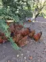 Нюхемпшир яйца за люпене , снимка 12