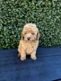 Мини пудели / Mini Poodles, снимка 9