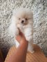 Померани мини меченца , снимка 2