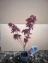 Acer японски клен , снимка 1