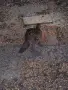 КОЛХИДСКИ ФАЗАНИ, снимка 5