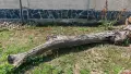 Продавам 3 орехови трупи, снимка 6