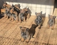 Белгийски овчарки-Малиноа , снимка 11