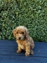 Мини пудели / Mini Poodles, снимка 5