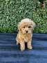 Мини пудели / Mini Poodles, снимка 1