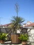 Палма Юка-студоустойчива-60-70см. , снимка 9
