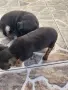 Продавам пинчери, снимка 1