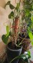 Дяволският бръшлян е вид цъфтящо растение , снимка 1 - Стайни растения - 42743348
