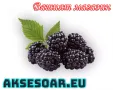 Висококачествени нови семена от хранителна Къпина без бодли Rubus rusticanus 50+ семена антиоксидант, снимка 3