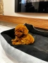 Той Пудел Момче Червен /Toy Red Poodle, снимка 3