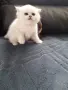 ТОП КОТЕНЦА НА ТОП ЦЕНА, снимка 5