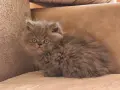 Персийски котенца, снимка 1