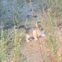 Котета на два месеца и майката на една годинка, снимка 9
