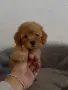 Малтипу Maltipoo , снимка 3