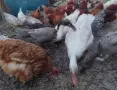 порода Индийски бегач патки, снимка 8