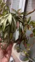 Хоя/ Hoya (резници-cuttings) , снимка 12
