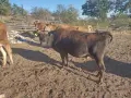 две,крави, Датски, Джерсей,, снимка 1
