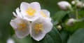 Филаделфус (Philadelphus), снимка 1