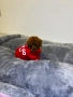 Мини Пудел / Mini Poodle, снимка 1