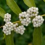 Каликарпа - Налични 2 вида Бяла - Callicarpa dichotoma Albibacea Лилава -Callicarpa dichotoma 'Issai, снимка 2