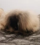 Пекинези, снимка 7