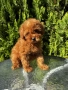 Той Пудел Момче / Toy Poodle Boy, снимка 1