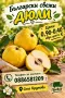 Продавам български дюли            , снимка 1