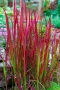 Императа Червен Барон, Imperata 'Red Baron', Декоративна трева, снимка 6