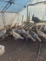 Продавам домашно гледани пуйки пуяци петли кокошки , снимка 16