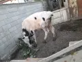 Теле.               ., снимка 5