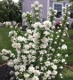 Филаделфус (Philadelphus), снимка 3