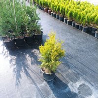 Thuja occidentalis King of Brabant, снимка 4 - Градински цветя и растения - 39803958