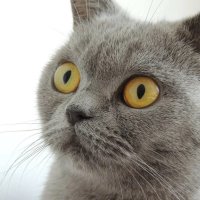 Британски късокосмести котета с РОДОСЛОВИЕ, снимка 5 - Британска късокосместа - 44480494